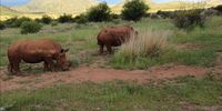 Magnificent beasts at Pilanesberg National Park, on 23 December 2020. Image: Mthimkulu Mashiya