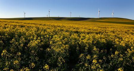 Land issue, the ANC’s Brexit moment