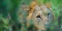 african-lion-book