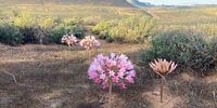Cederberg flowering. Image: Hedwig Crooijmans