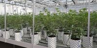 karoo-medicinal-cannabis