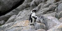 African penguin with a decoy at De Hoop Nature Reserve. (Photo: Christina Hagen)