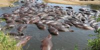 Wall-to-wall hippos: Serengeti.<br>