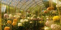 Dahlia Street, Babylonstoren. Image: Fathima Dada