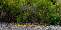 Beautiful puffadder at Cape Point National Park.