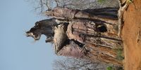 Massive Trunk of the Fallen Baobab, Chine Pool, Mana Pools, Zimbabwe. Photographer: Wendy Adams