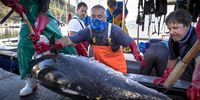 Charter Skipper Grant Scholtz helps unload yellow-fin tuna after three days at sea with commercial fisherman in Hout Bay to earn some income after his tourism-based business dried up under Covid-19 Lockdown. (Photo: Alan van Gysen)
