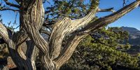 A cedar — hanging on for dear life. (Photo: Geoff Spiby)