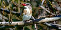 Brown-hooded Kingfisher. Braamfontein Spruit.<br>