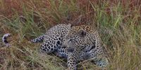 Beautiful Leopard, beautiful grass. Image: Peter Brett