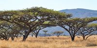 Central Africa is rolling savanna