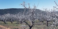 Springtime on Klein Dwarsfontein Boerdery in the Langkloof just outside Uniondale. Apricot trees thrive in cold, arid regions. Photo: Yolanda Lombard 