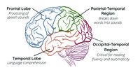 An illustration showing the different regions of the brain associated with reading. Graphic: Scholastic.com