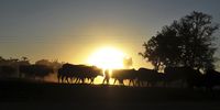 Cattle are herded home at sunset in Muyexe where the survive despite harsh conditions with a lack of grazing and water. (Photo: Lucas Ledwaba / Mukurukuru Media)
