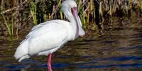 African Spoonbill in the West Coast National Park.