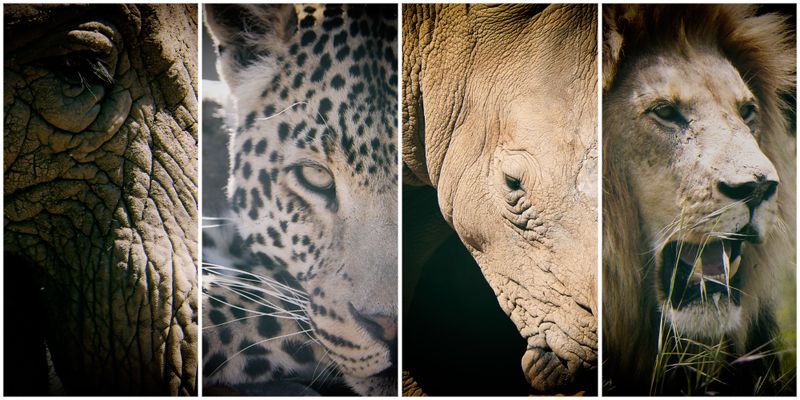 South Africa at a crossroads on wildlife welfare and sentience | Daily Maverick