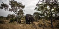 LOWER SABIE, SOUTH AFRICA - JULY 08:  An African Elephant walks through the bush in Kruger National Park on July 8, 2013 in Lower Sabie, South Africa. The Kruger National Park was established in 1898, and is South Africa's premier wildlife park, spanning an area of approximately 2 million hectares.  (Photo by Dan Kitwood/Getty Images)