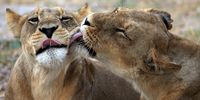 Mpumalanga moves to shut down captive lion breeding 