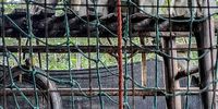Adam-Baboon-Trade
