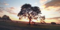 Sunrise on the Farm Photographer: Ammiel Griffiths Smith