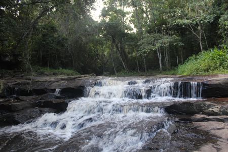 Zululand’s green jewels in jeopardy — indigenous forests under threat from poaching, grazing, budget cuts