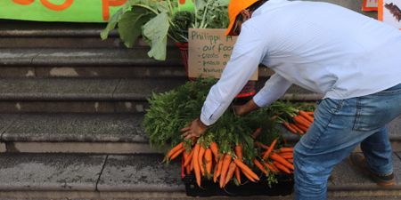 Philippi Horticultural Area zoning battle continues in court