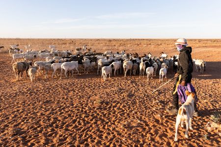 Desperate small-scale farmers in Upington face severe water shortages and livestock theft