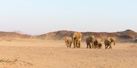 Namibian Desert Elephants. (Photo: Stephan Scholvin)