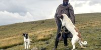 Moeketsi Makhoali and his shepherding dogs tend to his flock at the top of the Mahlasela Pass in Lesotho, 3,222m above sea level and at the very headwaters of the Orange-Senqu River Basin. Recent research shows that airborne microplastics are probably even settling in these remote high-altitude areas and polluting water courses. (Photo: Leonie Joubert)