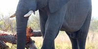 At Lower Sabie, KNP. CREDIT (Photographer): David Thomson