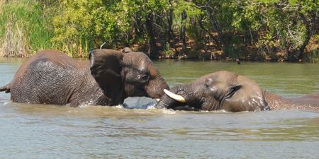 Two dead elephants raise questions on relocation from Mpumalanga  ‘sanctuary’