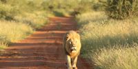 Fresh from the salon now looking for a snack. Image: Madikwe game reserve