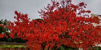 Autumn Dogwood. Photographer: Michael Forsyth</p>
<p>P4U_readersubmission_20250502