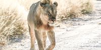 Anybody for lunch? Etosha National Park, Namibia, 22 June 2022. Photographer: Sam Cronjé
