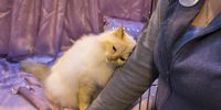 A cat snuggles up to its owner as he waits to be judged at the Governing Council of the Cat Fancy's 'Supreme Championship Cat Show' at the NEC Arena on November 23, 2013 in Birmingham, England. The one-day Supreme Cat Show is one of the largest cat fancy competitions in Europe with over one thousand cats being exhibited. Exhibitors aim to have their cat named as the show's 'Supreme Exhibit' from the winners of the individual categories of: Persian, Semi-Longhair, British, Foreign, Burmese, Oriental, Siamese.  (Photo by Matt Cardy/Getty Images)