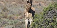Two heads are better than one - Juvenile giraffes. Photographer: Marius Botha<br>