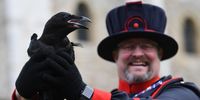 epa09211237 Raven Master Chris Skaife presents a new baby raven called Branwen at the Tower of London in London, Britain, 19 May 2021. Ravens live at at the historic building as it is said that the kingdom and the Tower of London will fall if the six resident ravens ever leave the fortress. From May 17th 2021 legal restrictions on meeting others outdoors are lifted. Indoor locations such as pubs, adult group sports and exercise classes and cinemas can reopen.  EPA-EFE/NEIL HALL