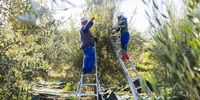 Workers pick olives by hand, which not only helps preserve their quality, but offers employment for hundreds of people in the area.</p>
<p>