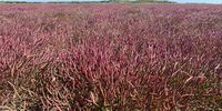 Red samphire fields, Kleinriver lagoon, Hermanus.