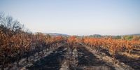 Fire-damaged Grenache grape vines on scorched earth at an Ad Vinum vineyard, burned during the wildfires in July, near Vallabrix, France, on Thursday, Aug. 11, 2022. France last month suffered its driest July on record and temperatures in Europe are climbing again as another heat wave sweeps the continent. Photographer: Nathan Laine/Bloomberg via Getty Images