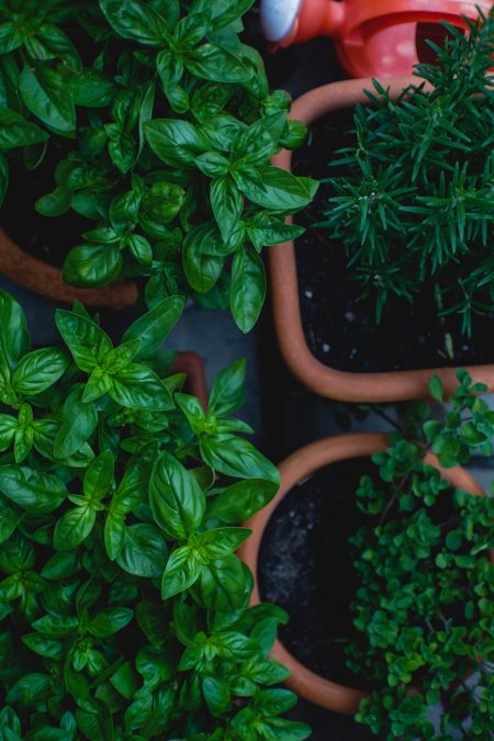 Shoots and leaves for eats: Growing a small herb garden, for beginners