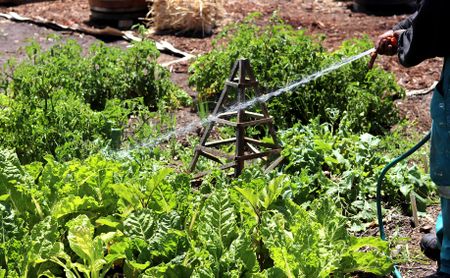 Food gardens in schools can harvest a sustainable future for communities through organic farming