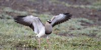 Crowned Lapwing taken at the Albert Falls Dam, KZN.