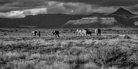 A small herd of elephants under the massifs of the Sneeuberg Mountain Range at Samara Private Game Reserve.<br>