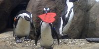 SAN FRANCISCO, CALIFORNIA - FEBRUARY 14: An African Penguin holds a Valentine's Day card as other penguins look on at the California Academy of Sciences on February 14, 2022 in San Francisco, California. In honor of Valentine's Day, the colony of African Penguins at the California Academy of Sciences received heart-shaped red valentines with hand written messages from Academy visitors. (Photo by Justin Sullivan/Getty Images)