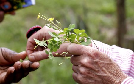 World Plant Health Day, discussion on the Paris Agreement’s future and just transition event