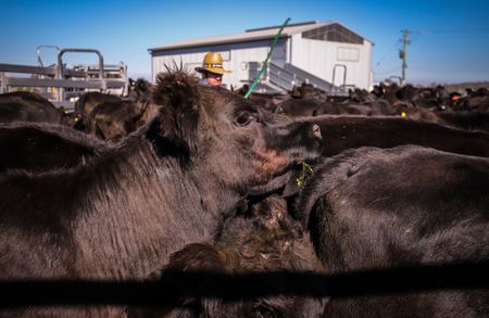 Sorry Steak Lovers, Australia's Running Out of Cows