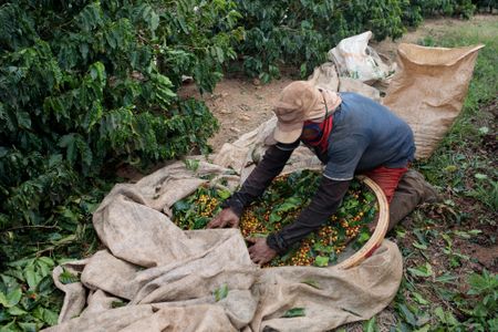 Orange Juice Futures Rise as Hurricane Milton Nears Landfall