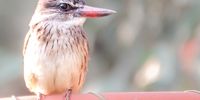 Always special to have Flychael Jordan the Brownhooded Kingfisher join us. Image: Lloyd Zac