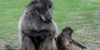 Court clips wings of weapons-based baboon control